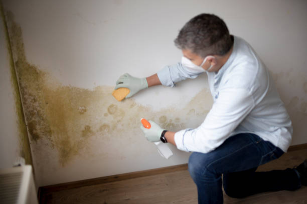 Best Mold Prevention Services  in Alafaya, FL
